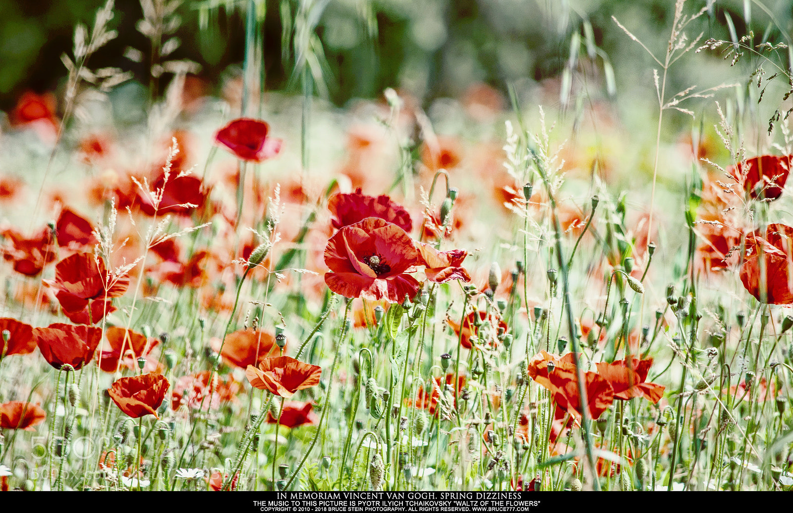 Nikon D90 sample photo. In memoriam vincent van photography