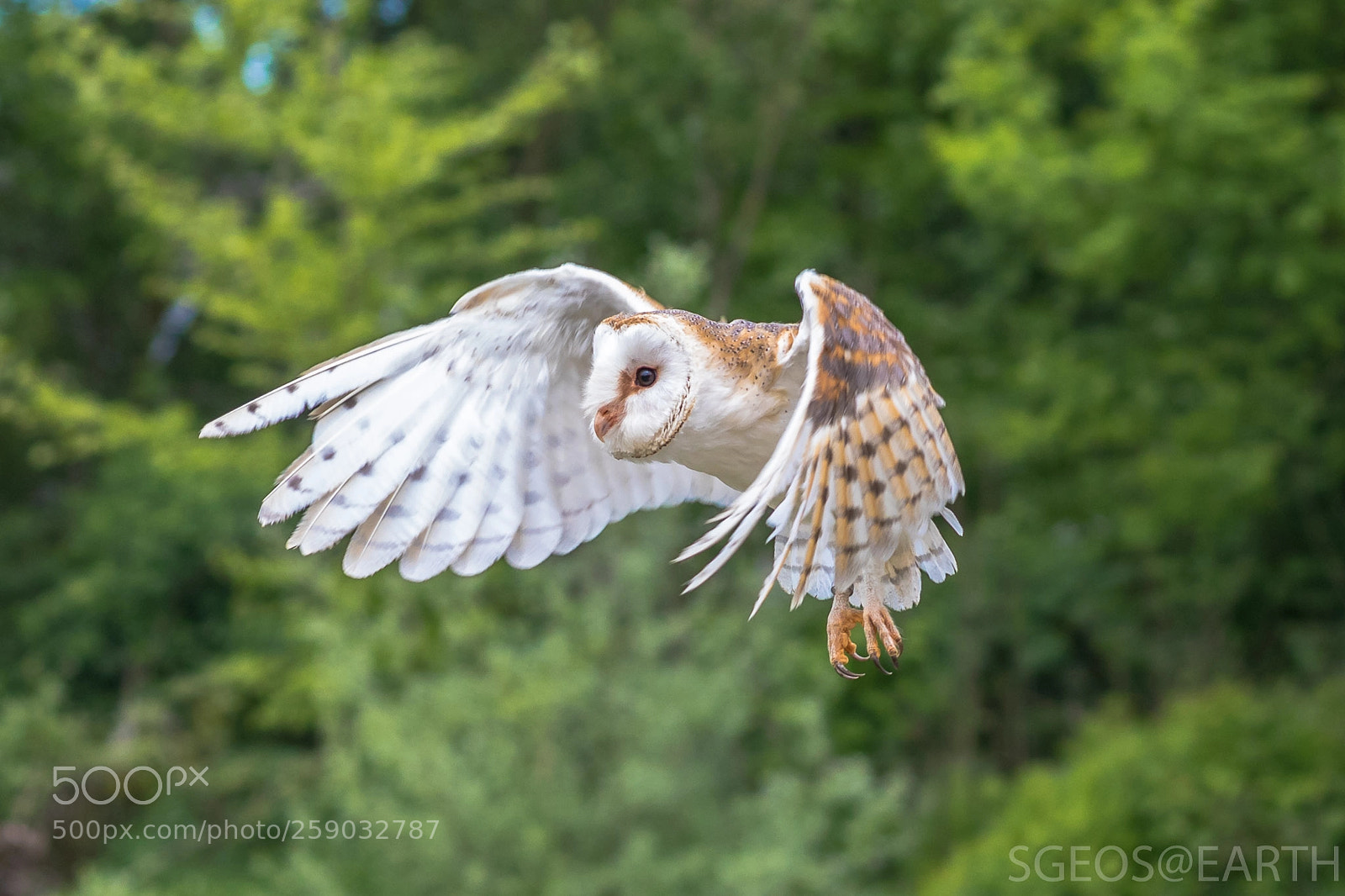 Canon EOS 5D Mark IV sample photo. Barn owl photography