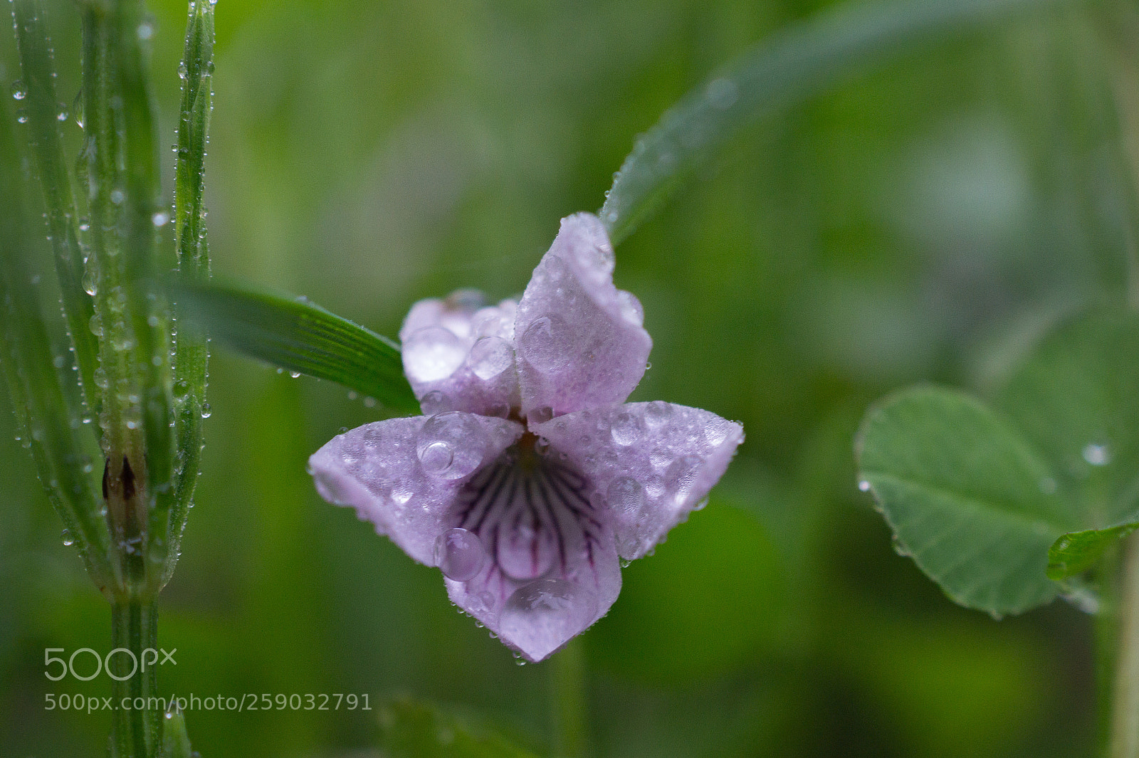 Sony SLT-A58 sample photo. Drops on flower photography