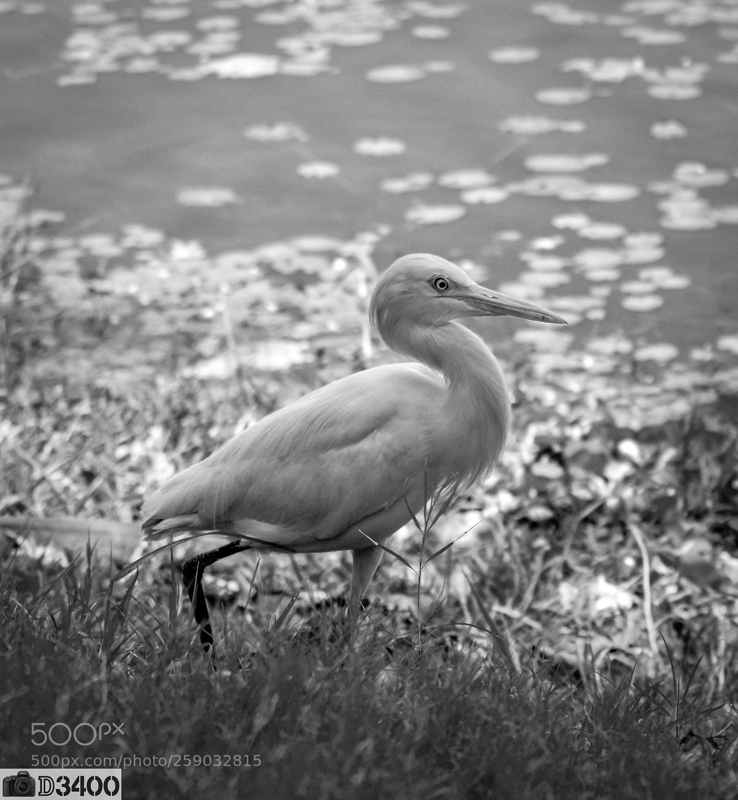 Nikon D3400 sample photo. Untitled photography