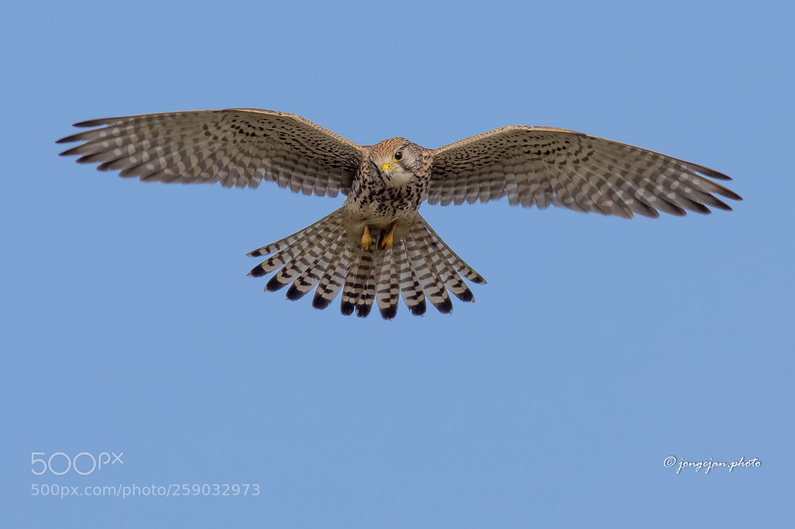 Pentax K-3 II sample photo. Kestrel photography