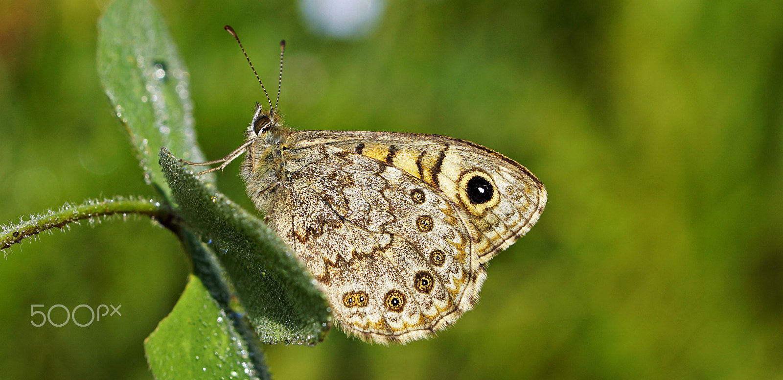 Tamron SP 90mm F2.8 Di VC USD 1:1 Macro sample photo. Mauerfuchs photography