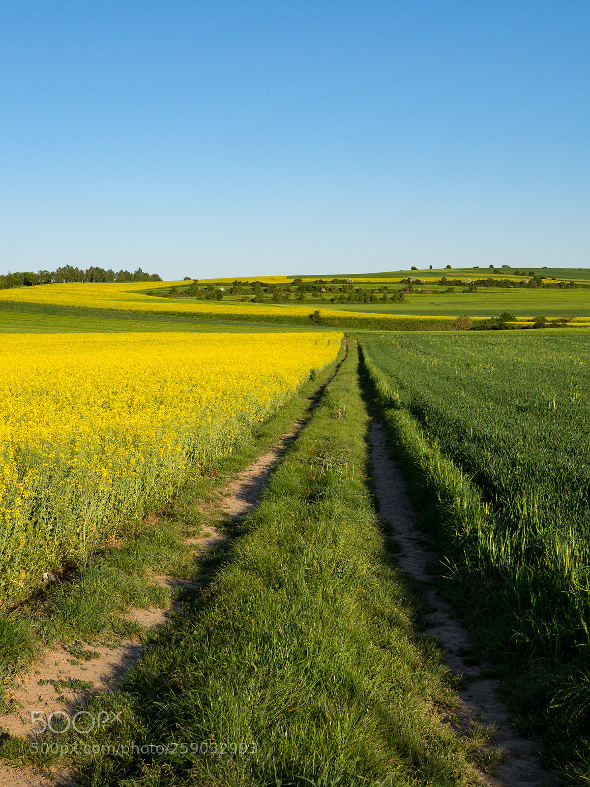 Olympus OM-D E-M10 II sample photo. Fields in may photography