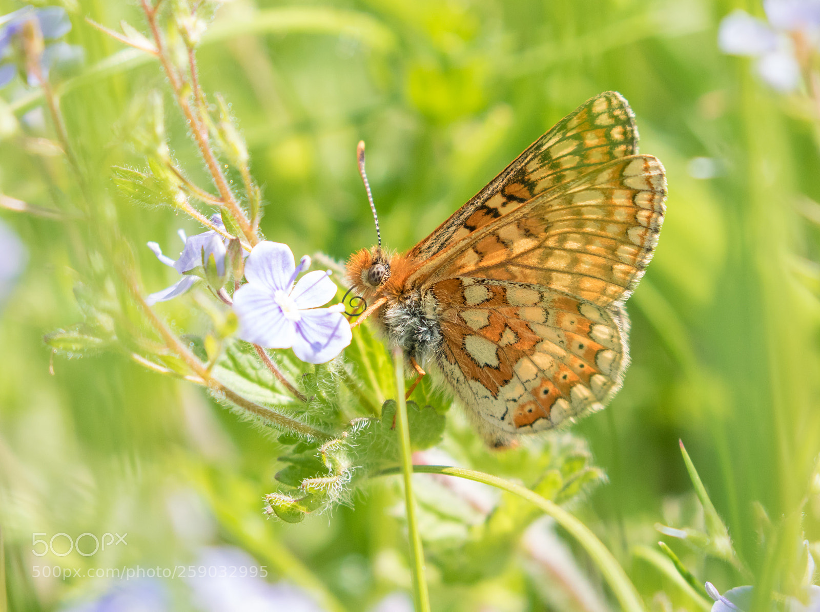Canon EOS 7D Mark II sample photo. © lauren tucker photography photography