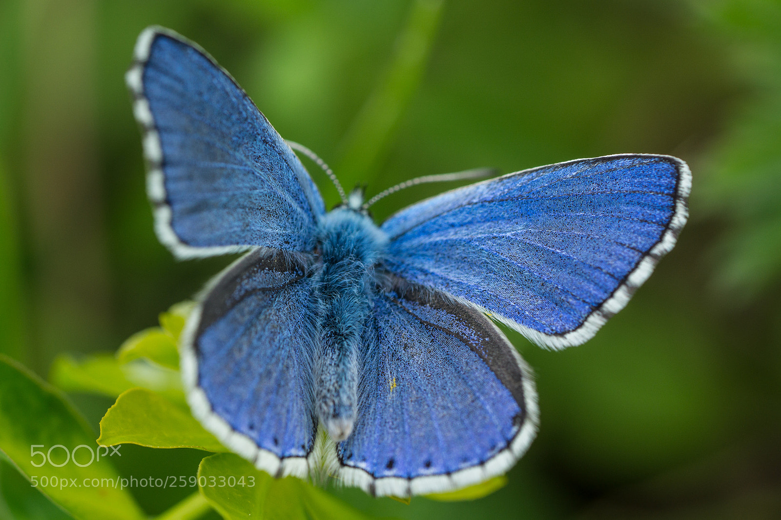 Sony a6000 sample photo. Bluebird butterfly photography