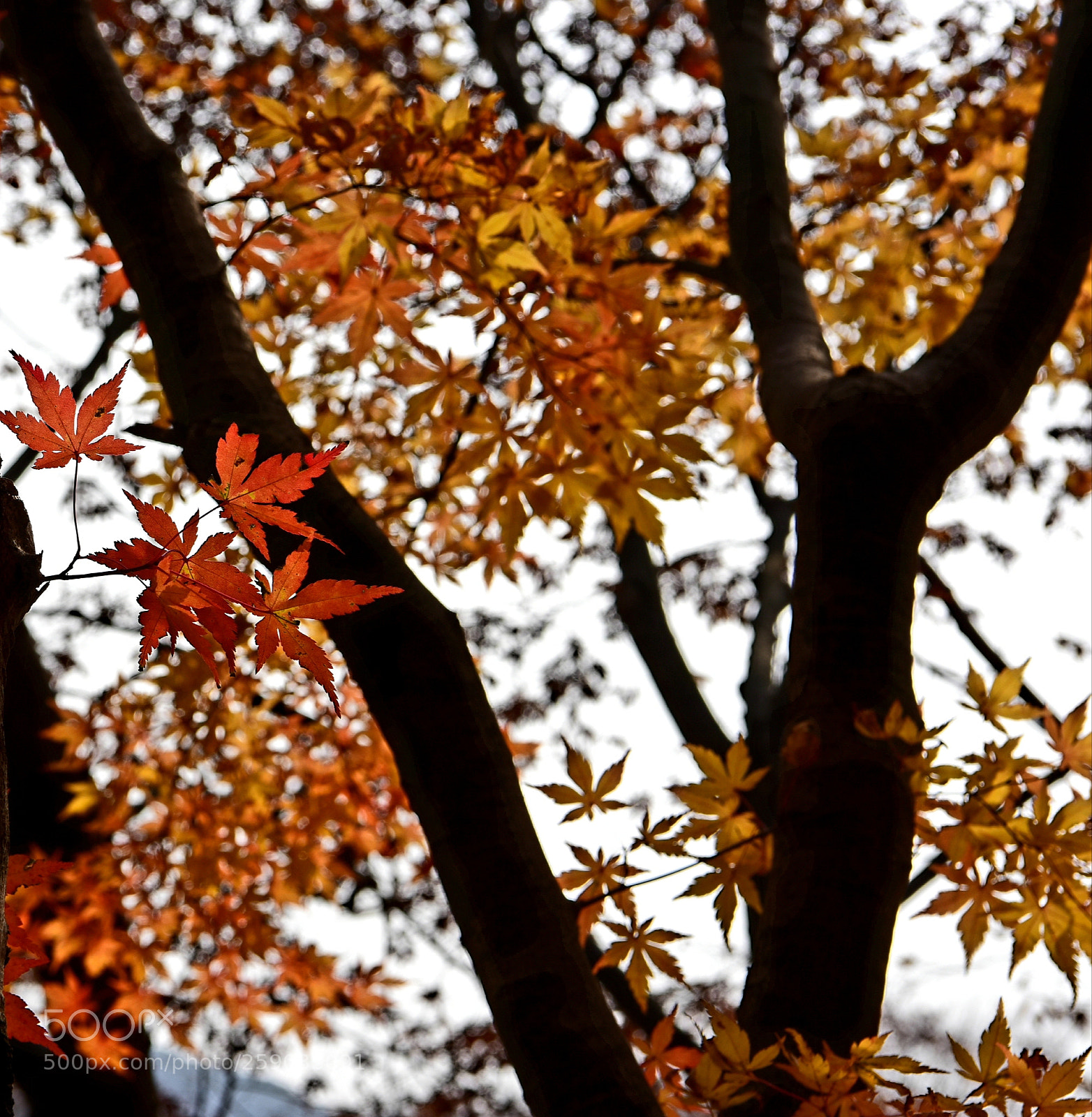 Nikon D750 sample photo. *  the light is gleaming photography