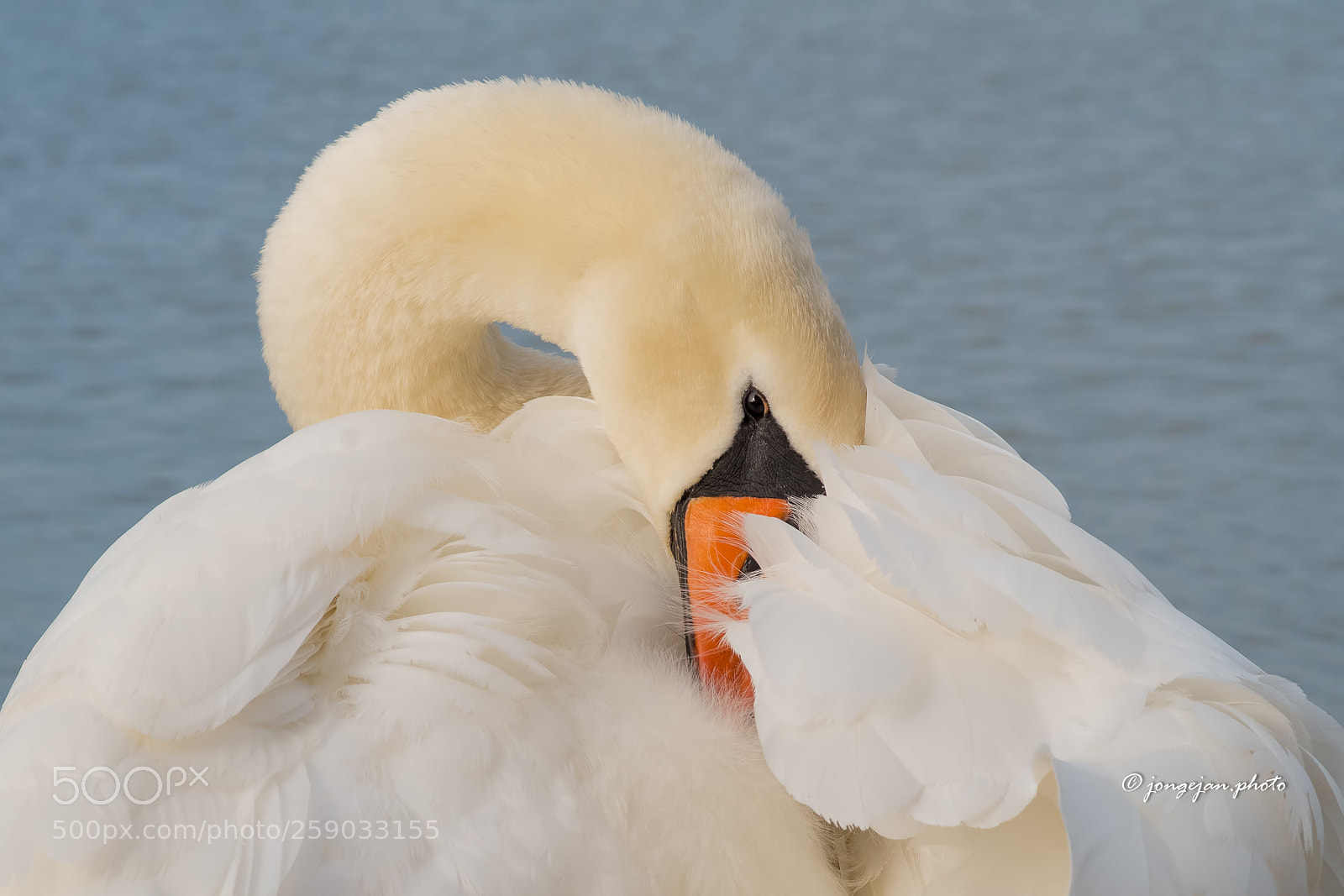 Pentax K-S2 sample photo. Swan photography