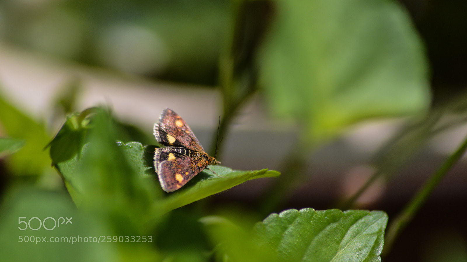 Nikon D3200 sample photo. Pyrausta aurata small purple photography