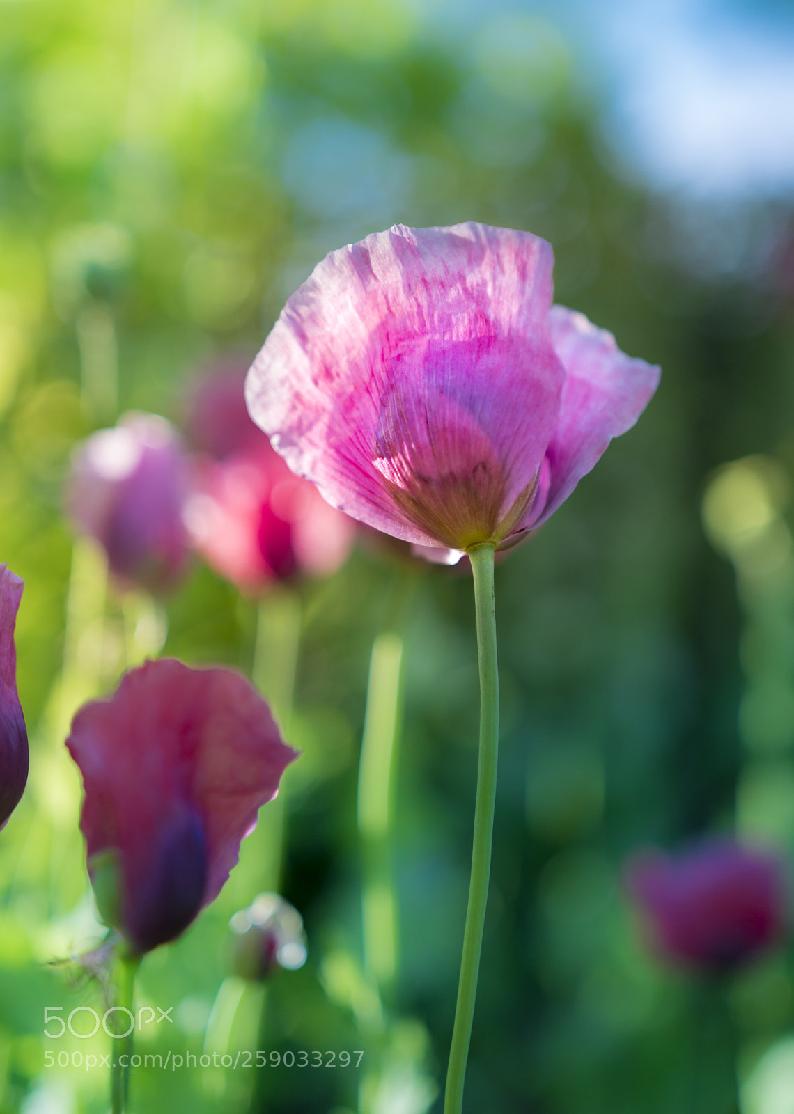 Sony a6300 sample photo. Pink poppies photography