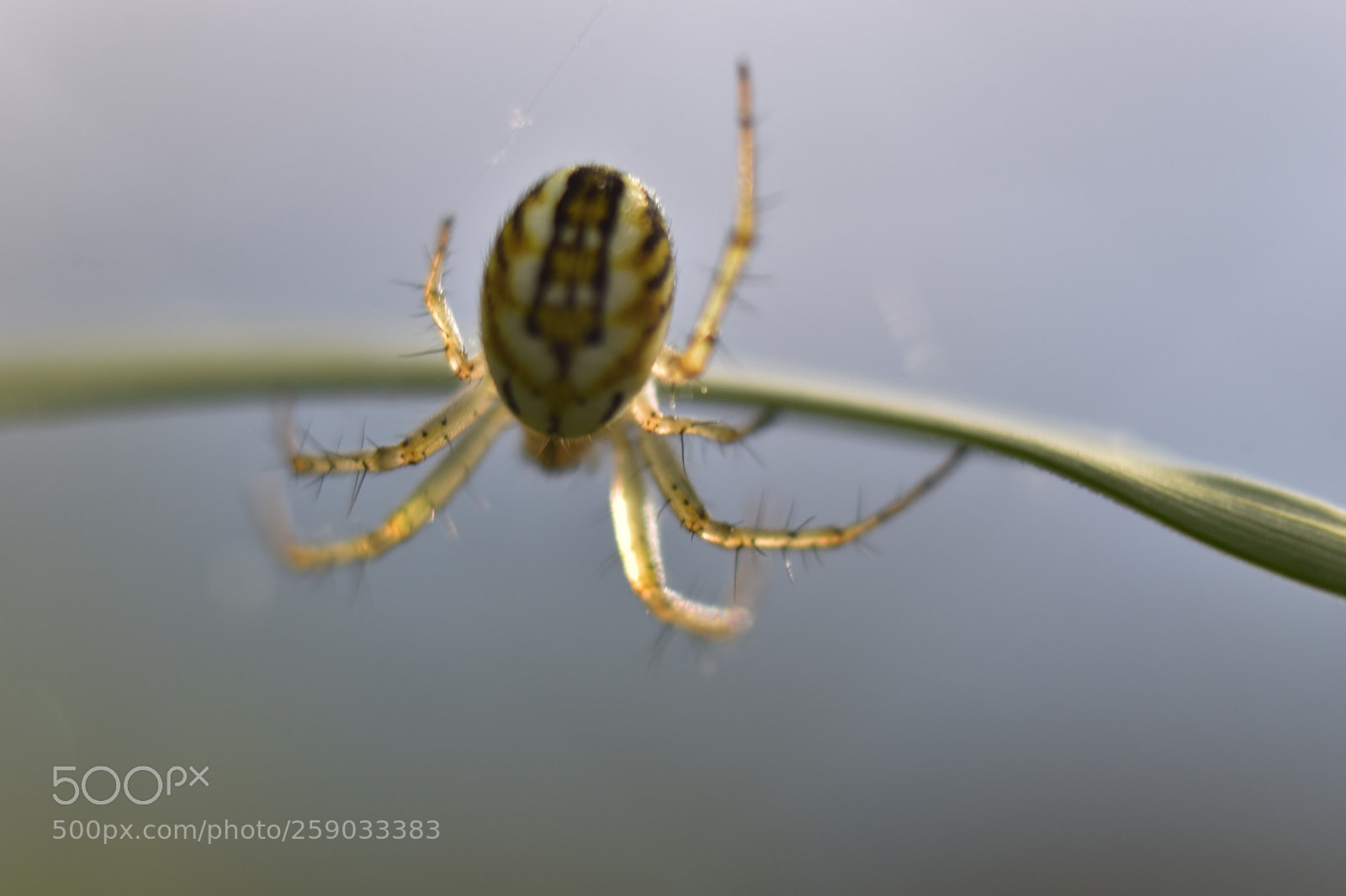 Nikon D5600 sample photo. Spider photography