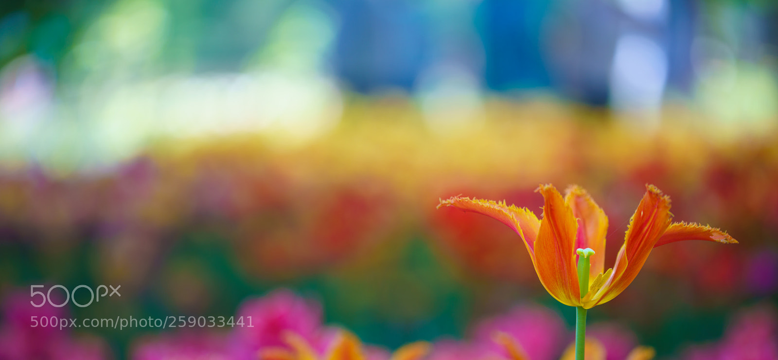 Sony a7R III sample photo. Flowers in botanic garden photography