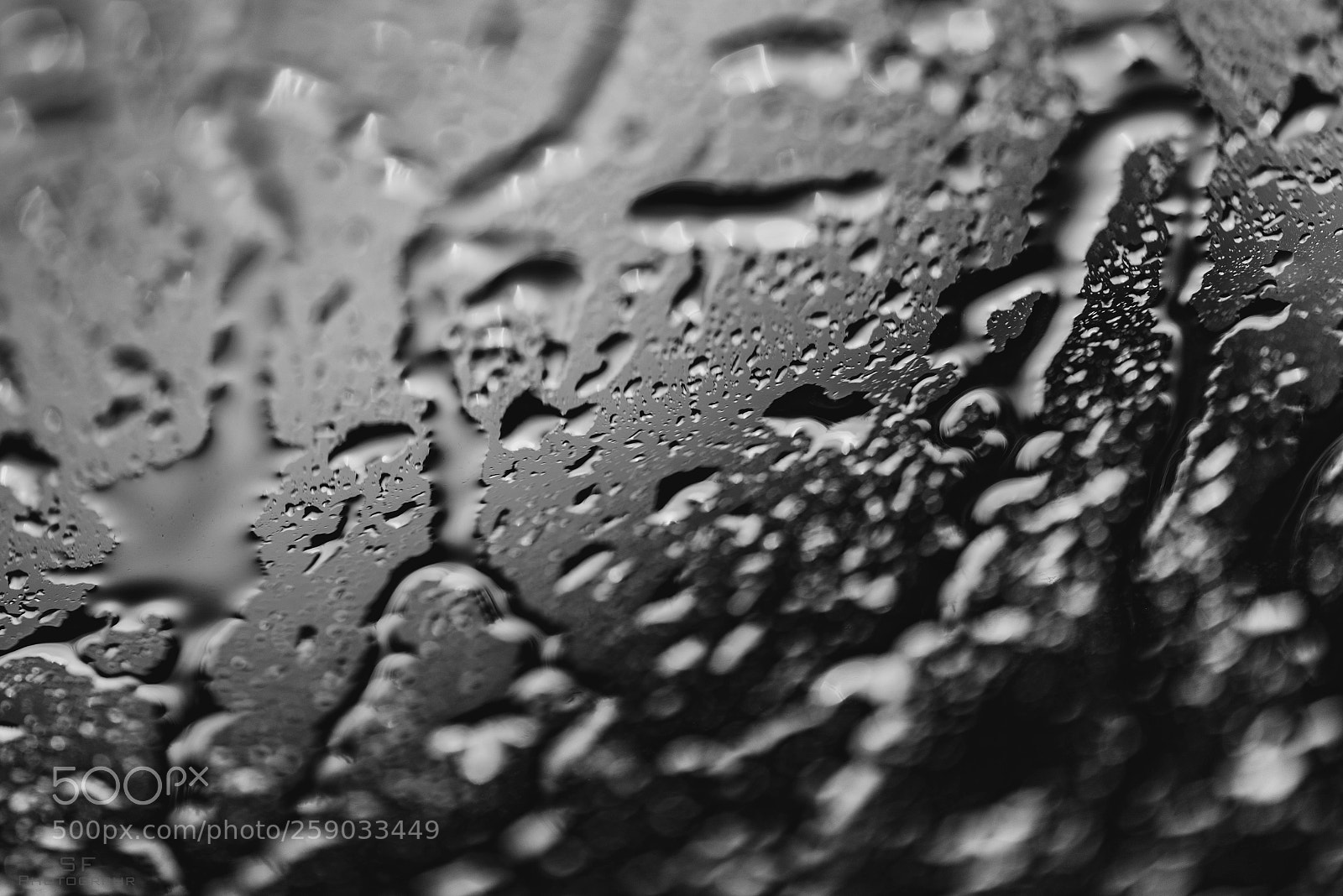 Nikon D750 sample photo. Raindrops - 141/365 (black & white) photography