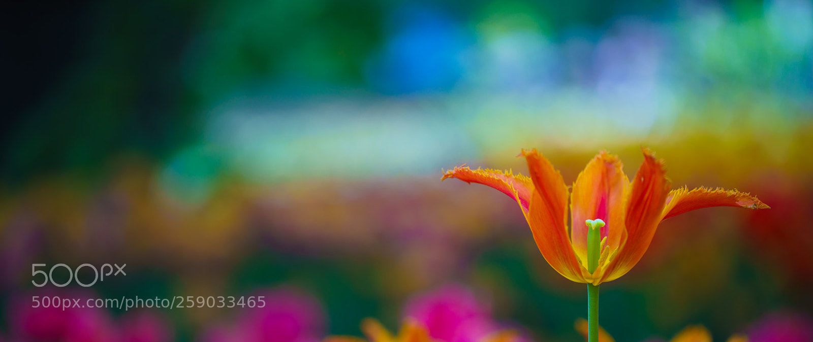 Sony a7R III sample photo. Flowers in botanic garden photography