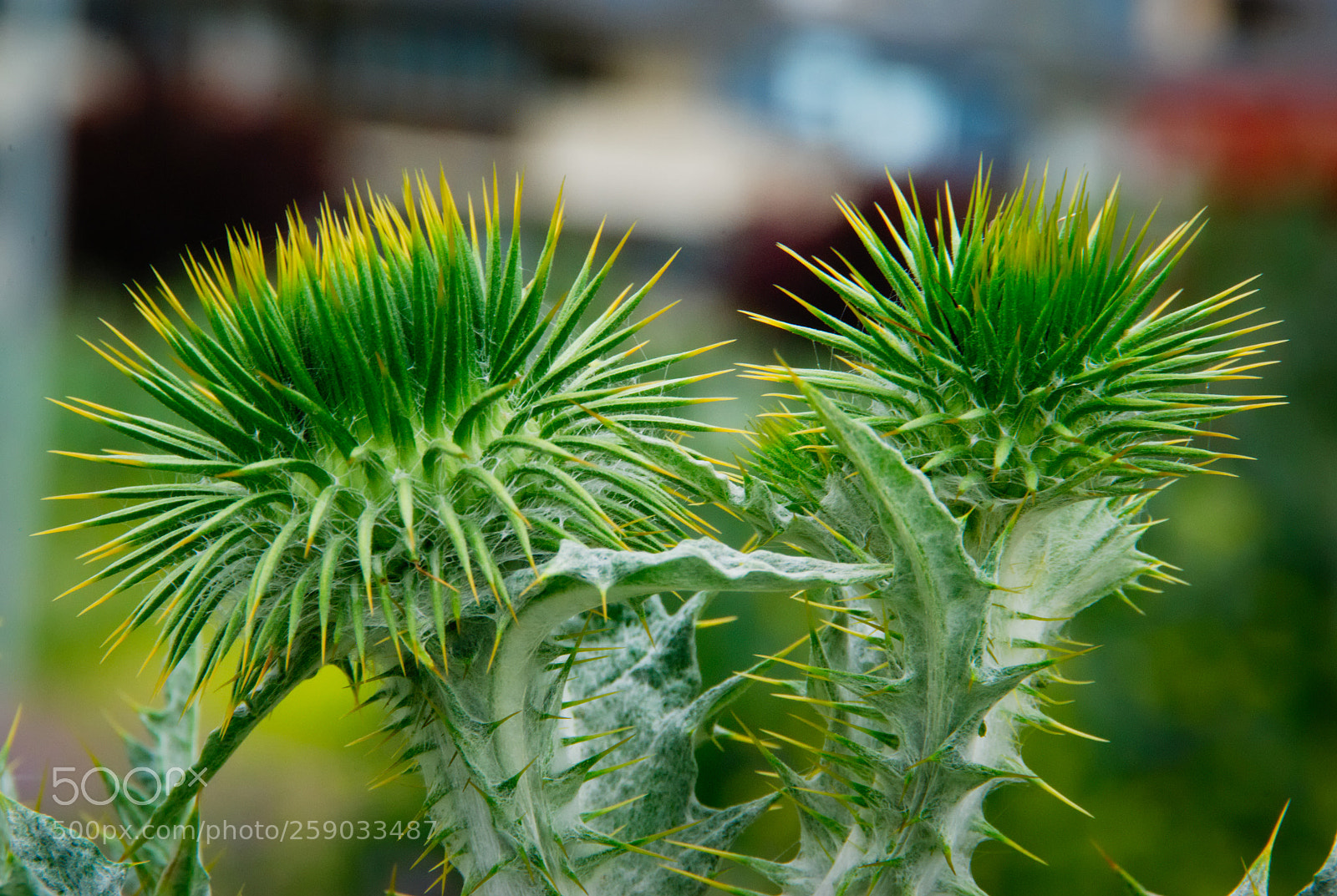 Pentax K10D sample photo. There may be beauty photography