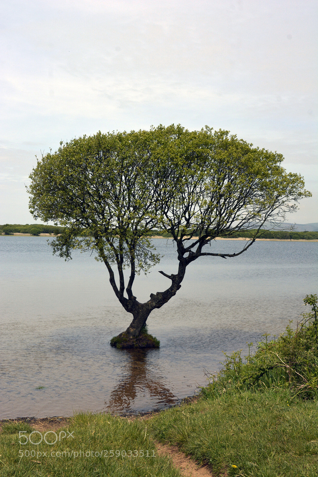Nikon D7100 sample photo. Lone tree, kenfig pool photography