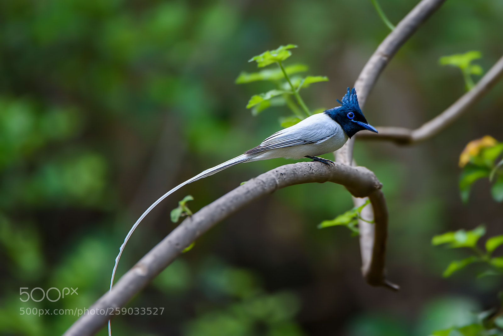 Nikon D750 sample photo. Paradise flycatcher photography