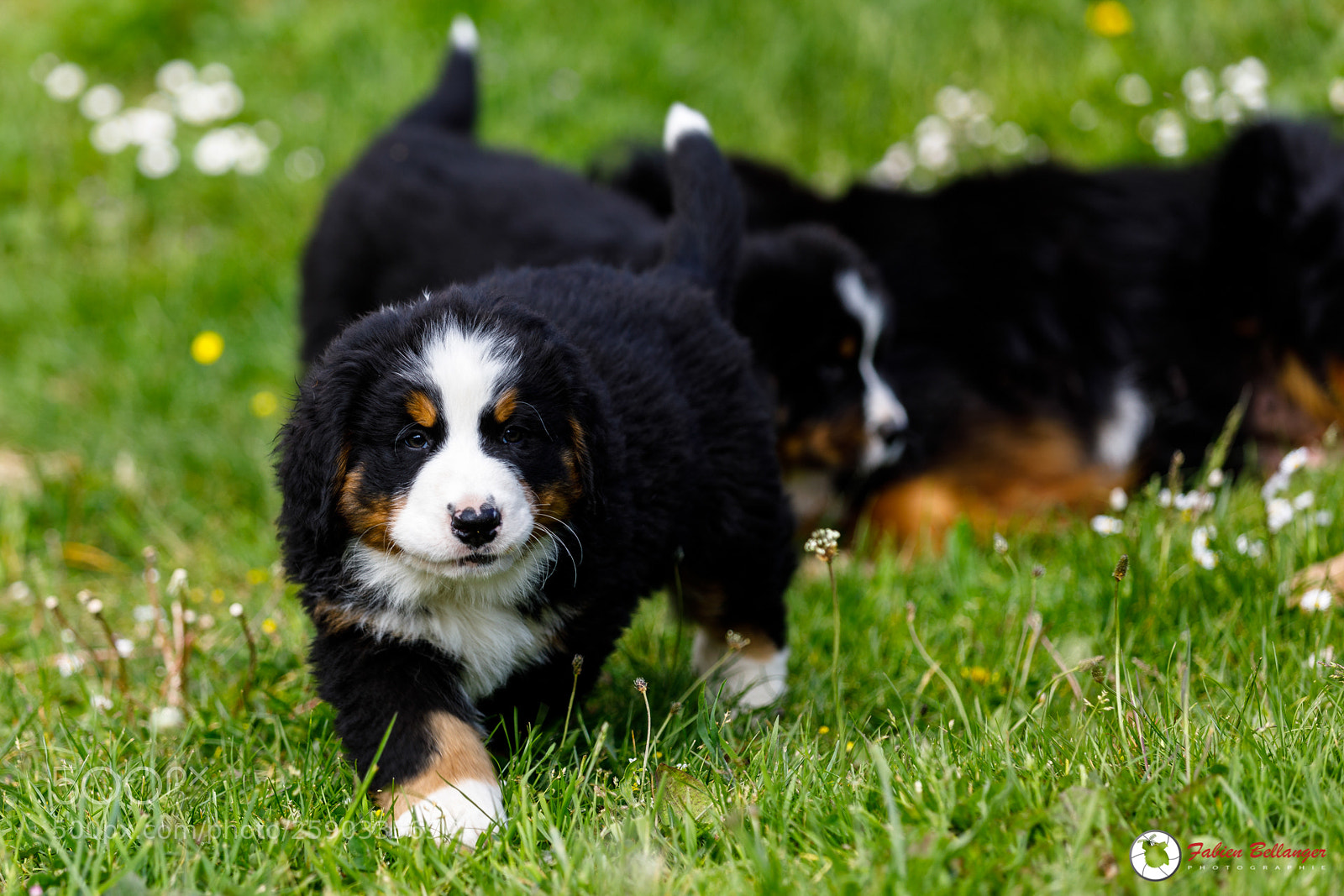 Canon EOS 5D Mark IV sample photo. Bernese mountain dogs photography