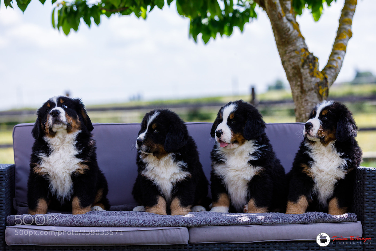 Canon EOS 5D Mark IV sample photo. Bernese mountain dogs photography