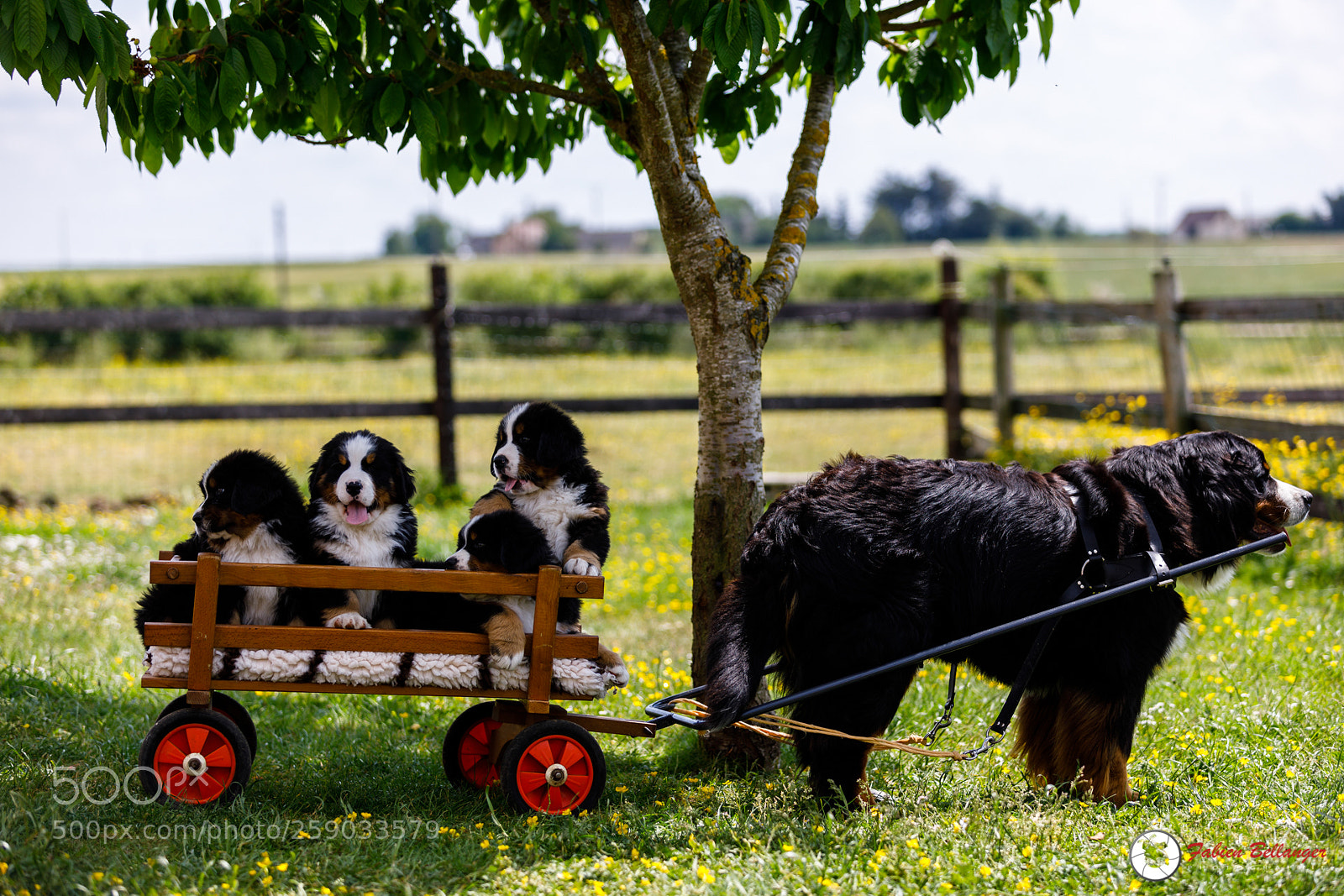 Canon EOS 5D Mark IV sample photo. Bernese mountain dogs photography