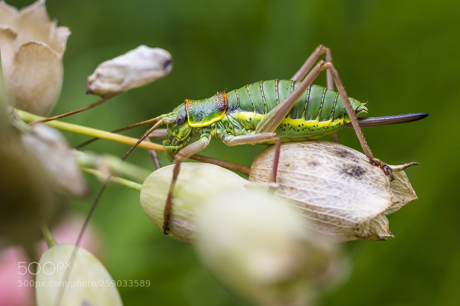 Canon EOS 600D (Rebel EOS T3i / EOS Kiss X5) sample photo. Resting grasshopper photography