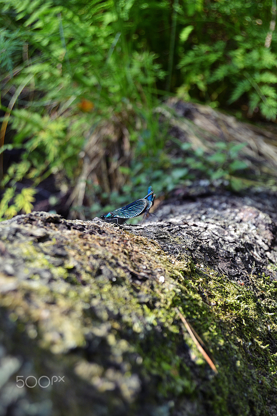 Nikon D3100 sample photo. Dsc photography