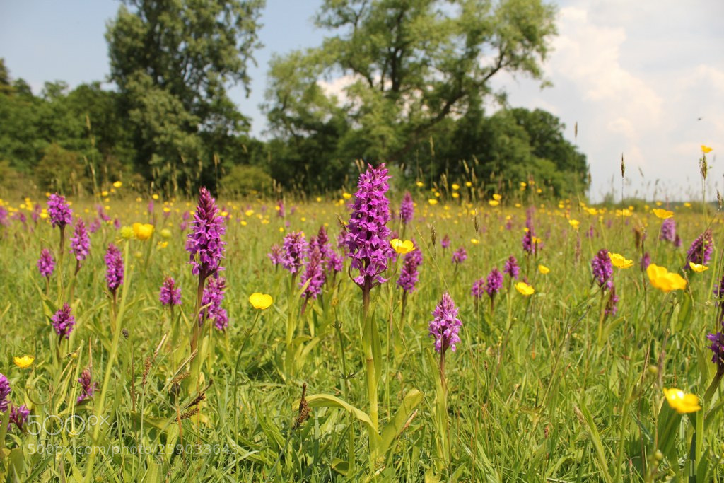 Canon EOS 60D sample photo. Beautiful field with orchids photography