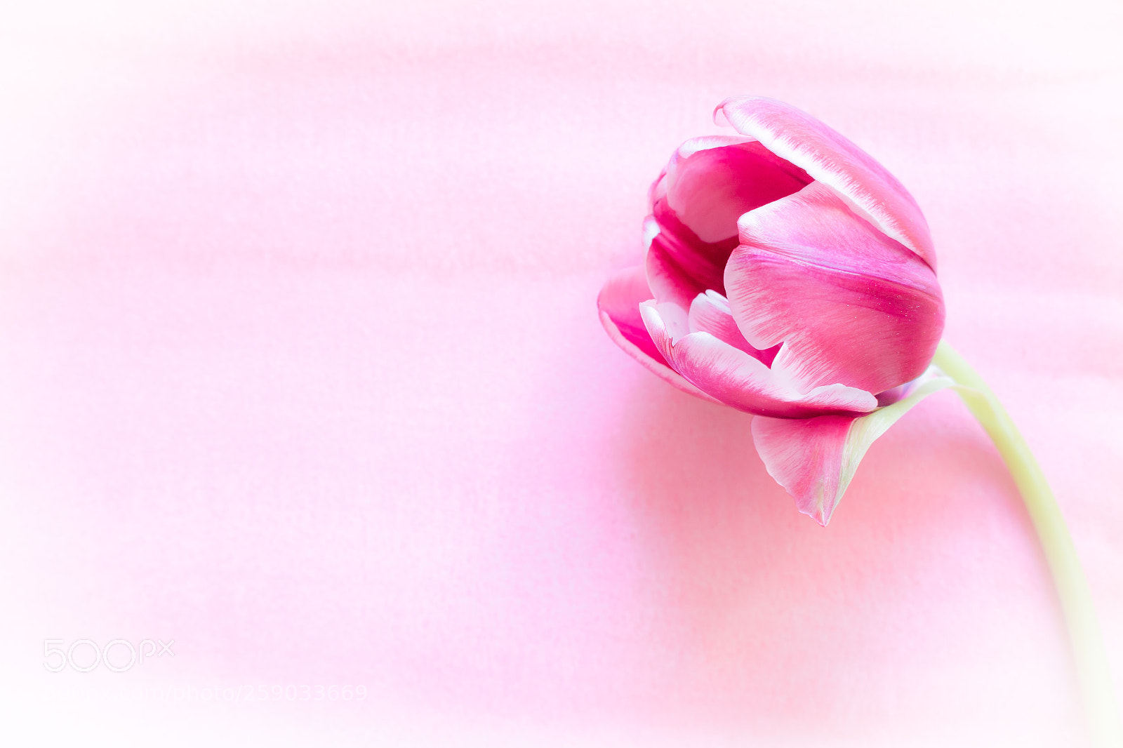 Canon EOS 70D sample photo. Delicate dream of one photography