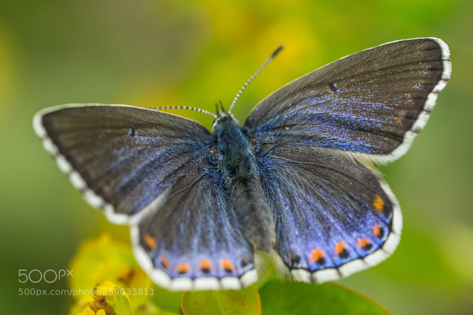 Sony a6000 sample photo. Bluebird butterfly photography