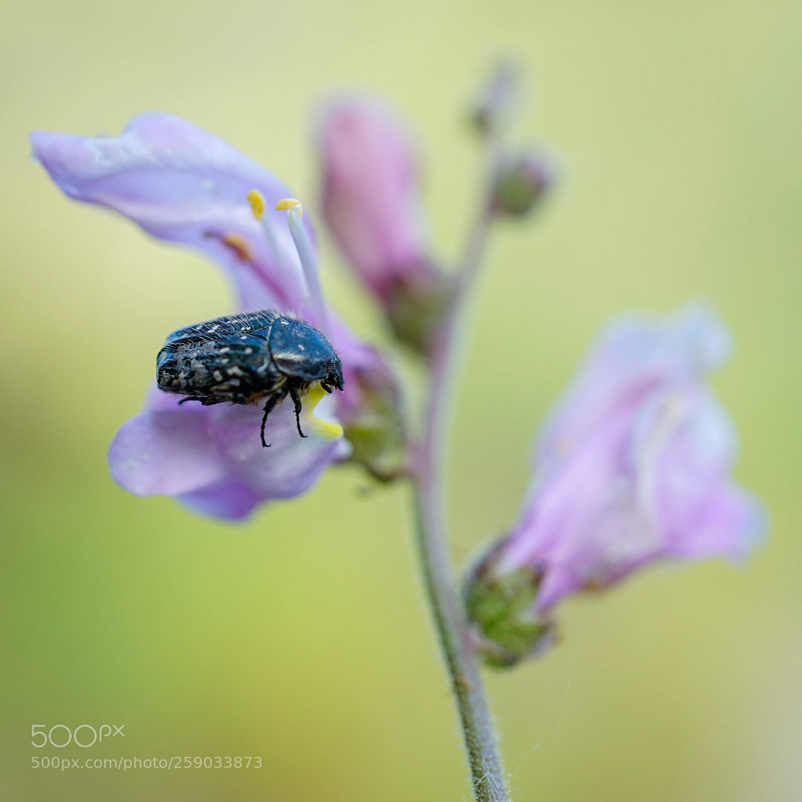 Sony a7 II sample photo. Pollen-eater photography