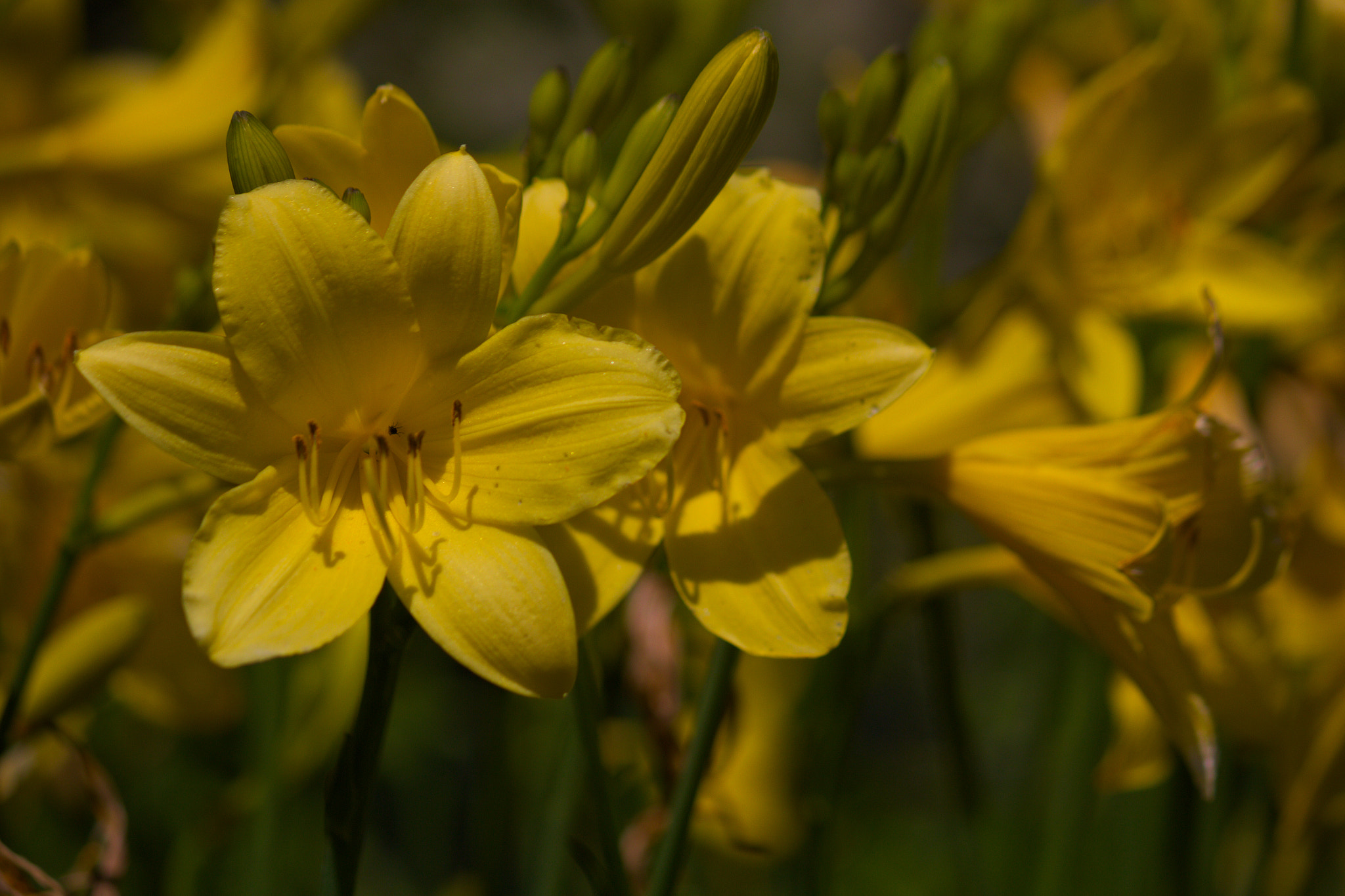 Canon EF-S 55-250mm F4-5.6 IS II sample photo. Flowers photography