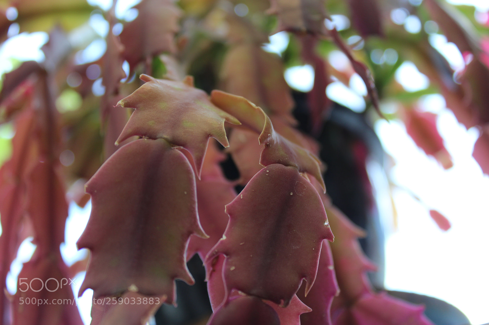 Canon EOS 1200D (EOS Rebel T5 / EOS Kiss X70 / EOS Hi) sample photo. Img photography
