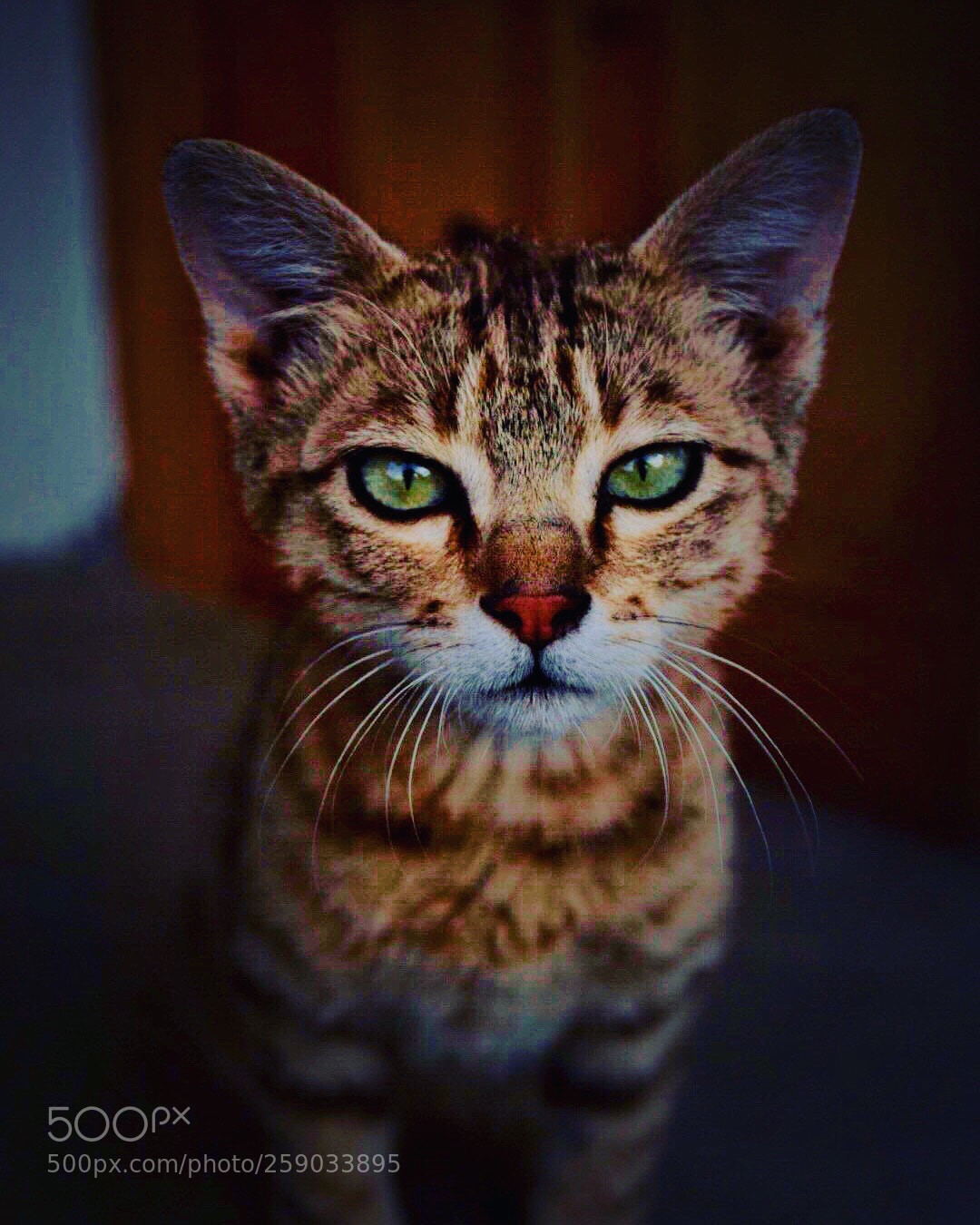 Nikon D5300 sample photo. Little miss kitty photography