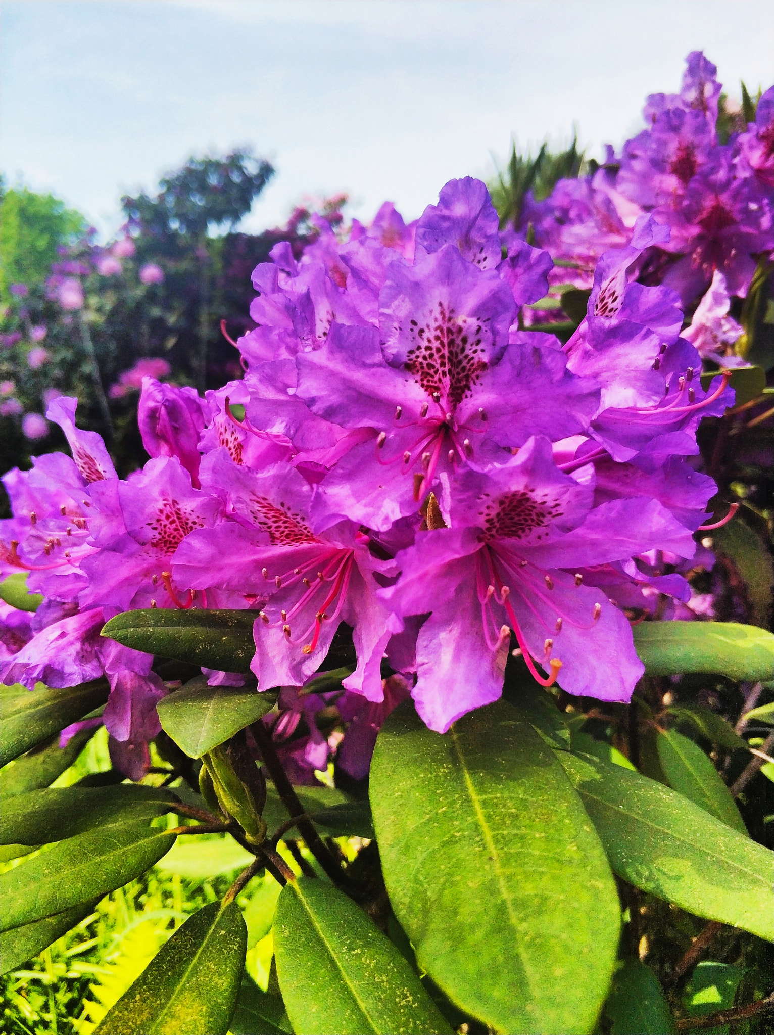 Xiaomi MI6 sample photo. Rhododendron gorge, germany photography