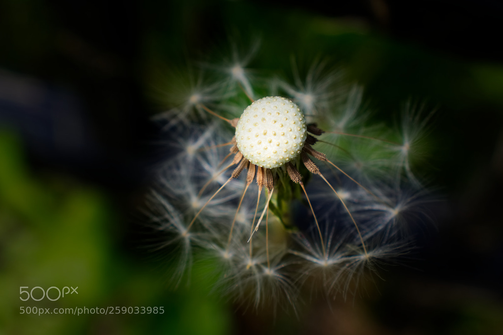 Nikon D3400 sample photo. Dandelion seed head photography