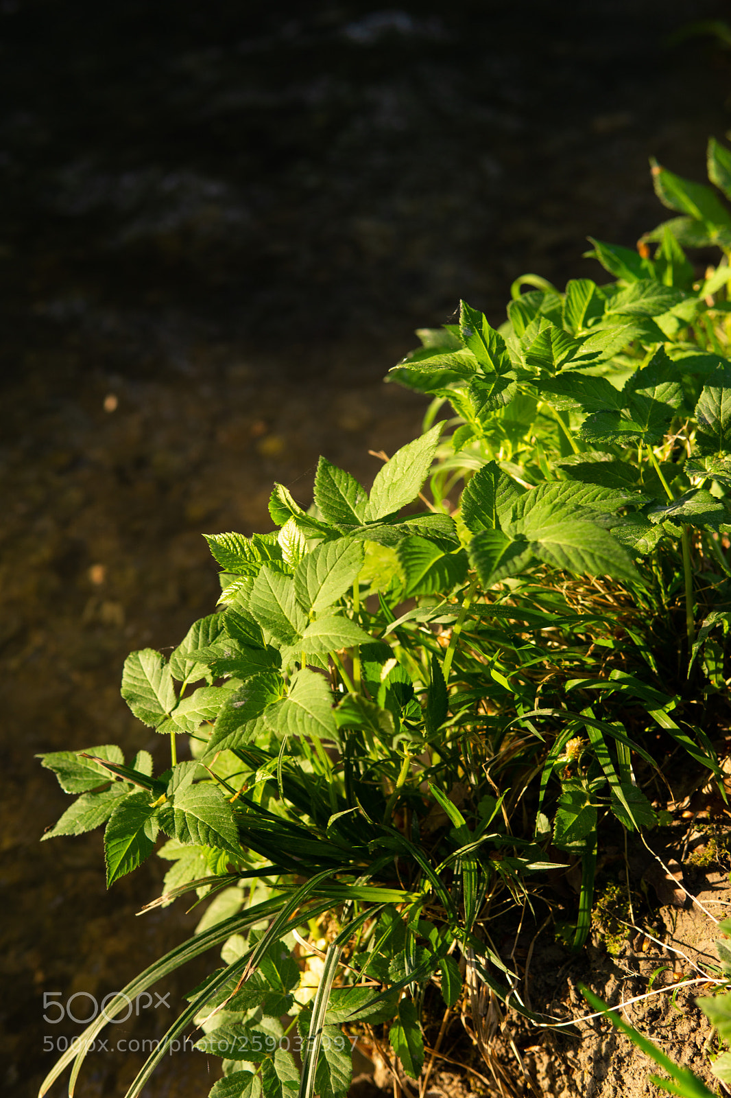 Sony a6000 sample photo. Leaves in the sun photography