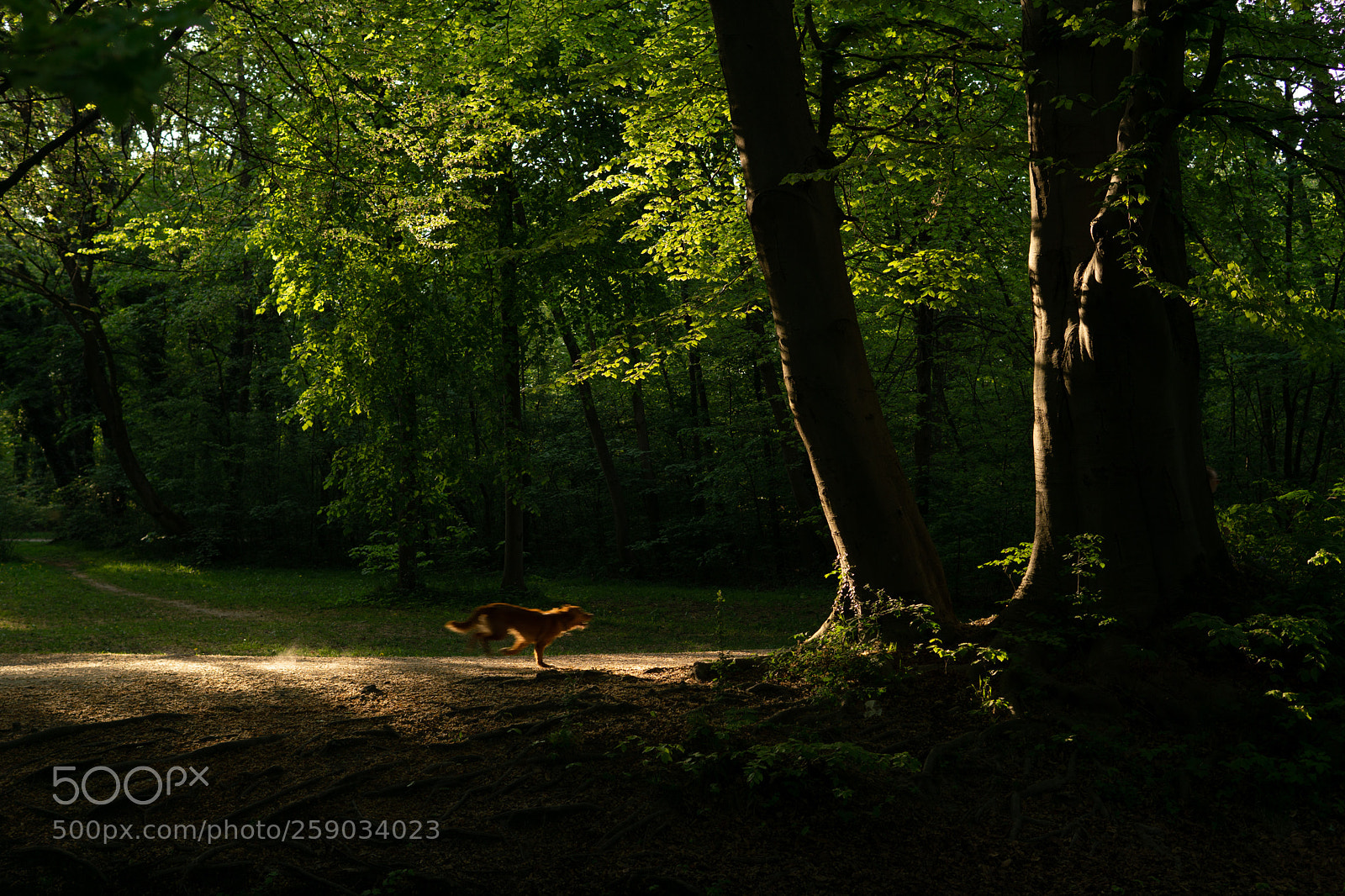 Sony a6000 sample photo. Dsc photography