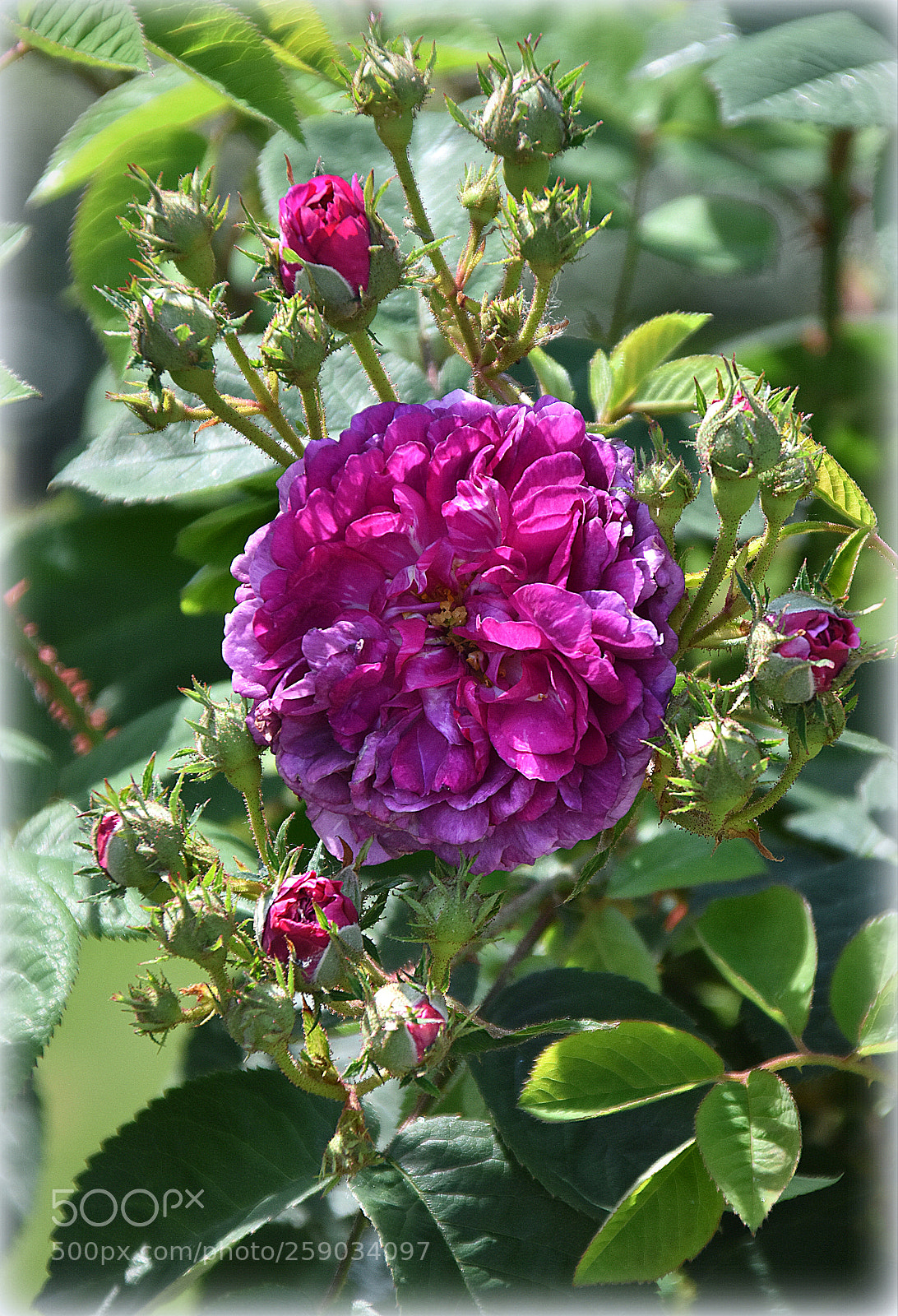 Nikon D7200 sample photo. "colored bushrose" photography