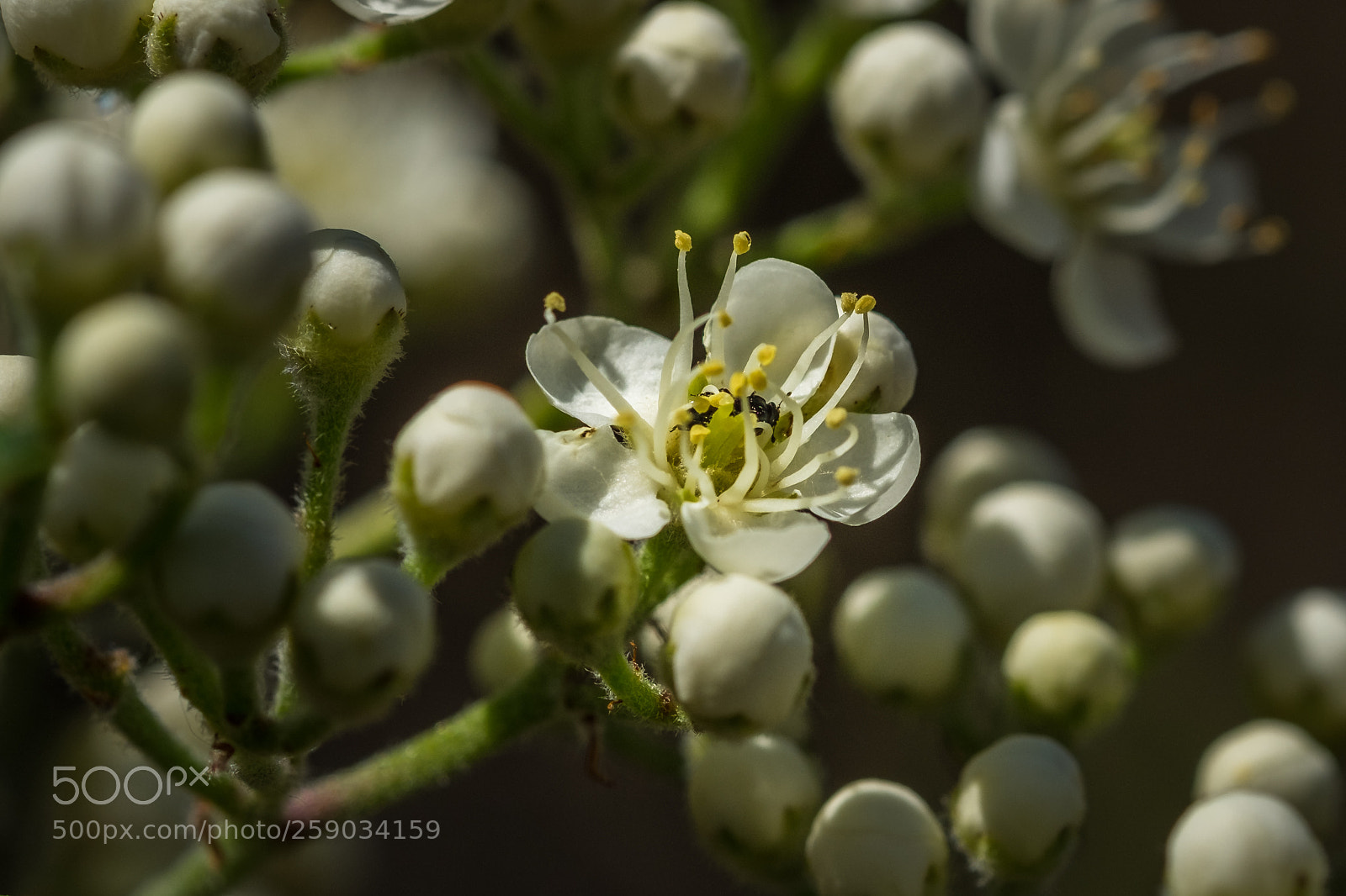 Fujifilm X-T1 sample photo. Eberesche (sorbus aucuparia) photography