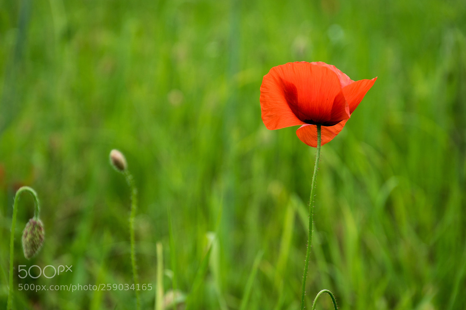 Sony ILCA-77M2 sample photo. Standing alone photography
