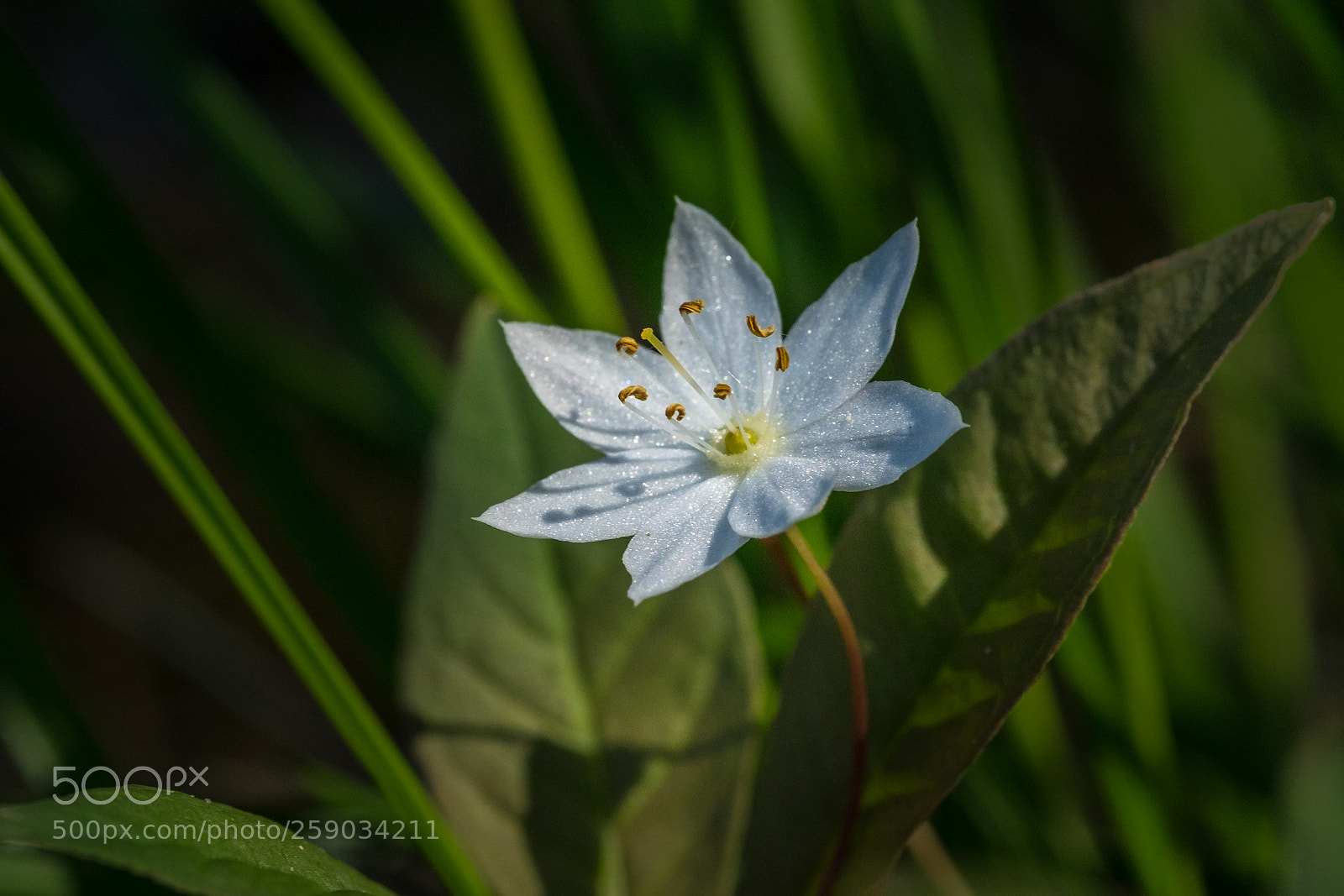 Fujifilm X-T1 sample photo. Siebenstern (trientalis europaea) photography
