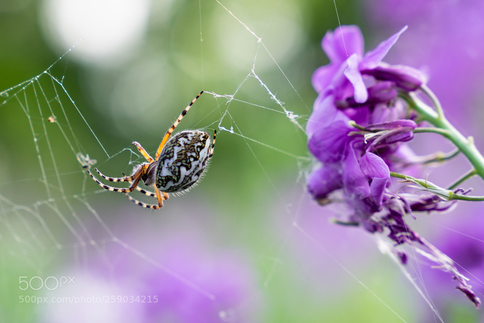 Sony a7R II sample photo. Cross spider photography