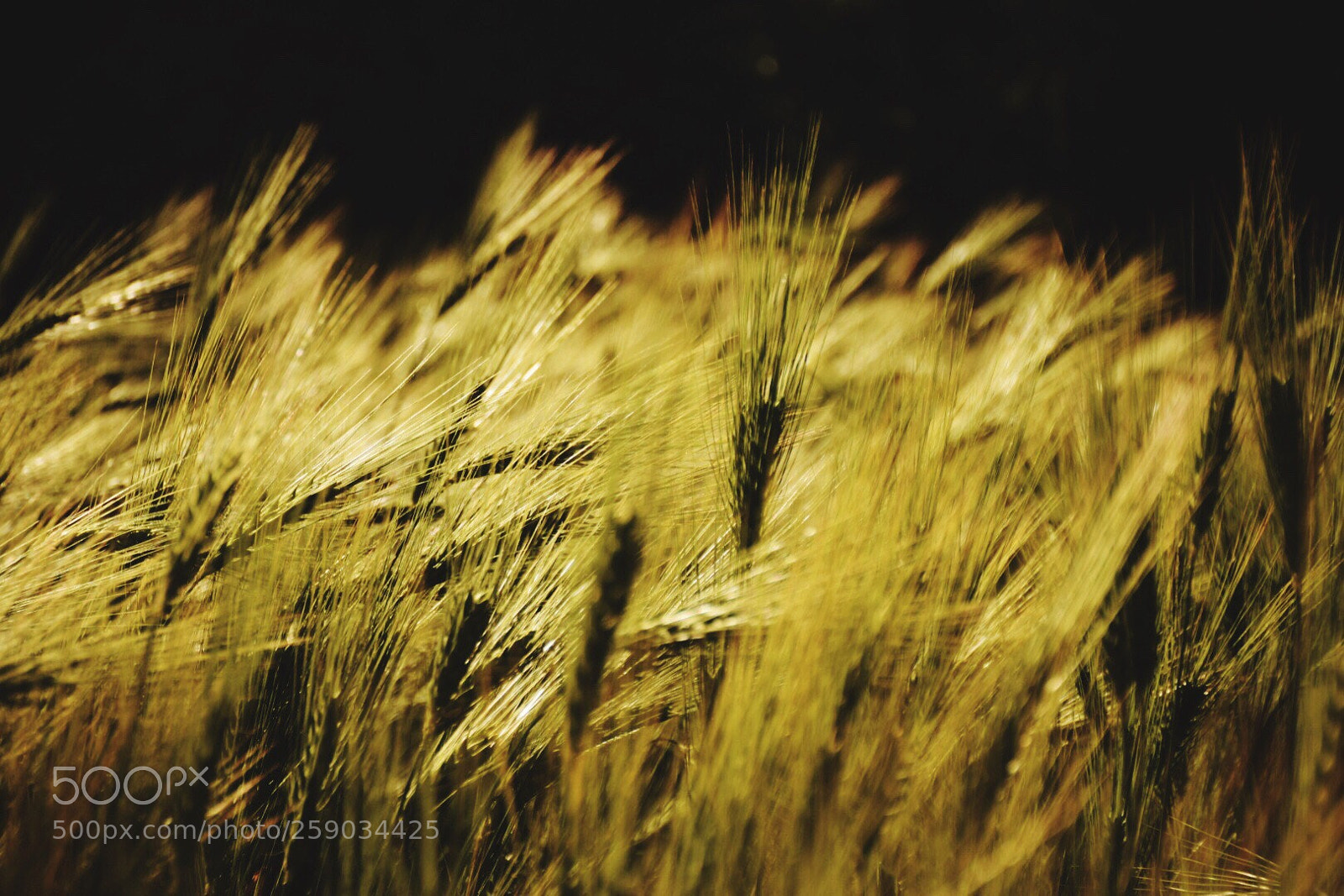 Nikon D5300 sample photo. Sunset glitter photography