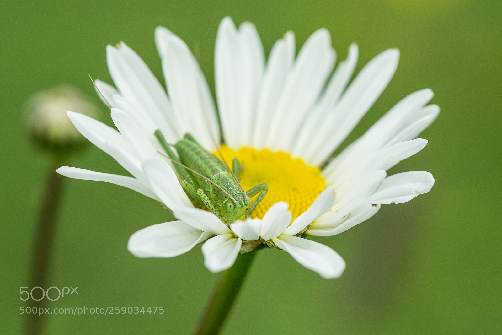 Sony a6000 sample photo. Grasshopper in flower photography