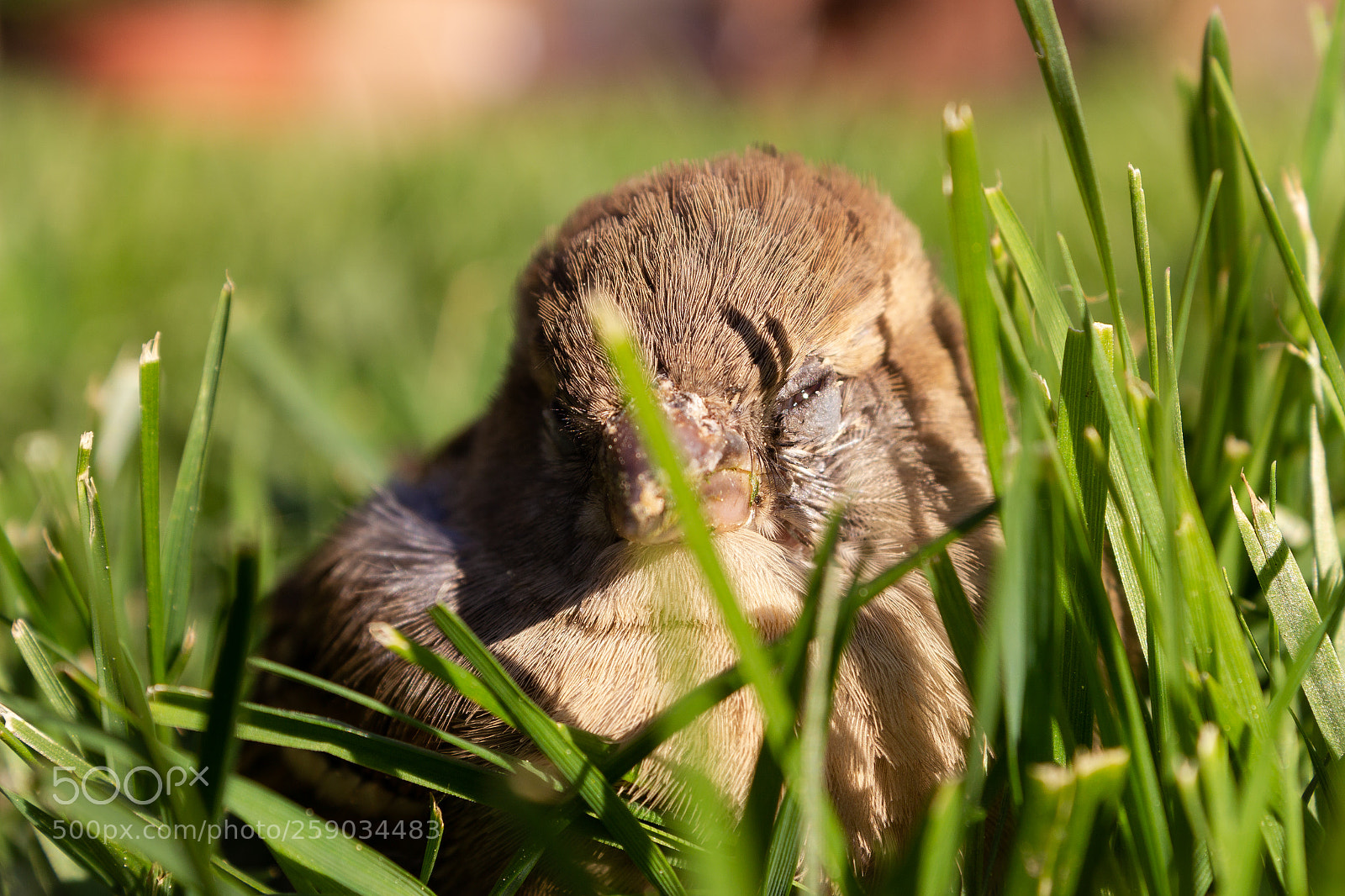 Canon EOS 600D (Rebel EOS T3i / EOS Kiss X5) sample photo. Vogeljunges photography