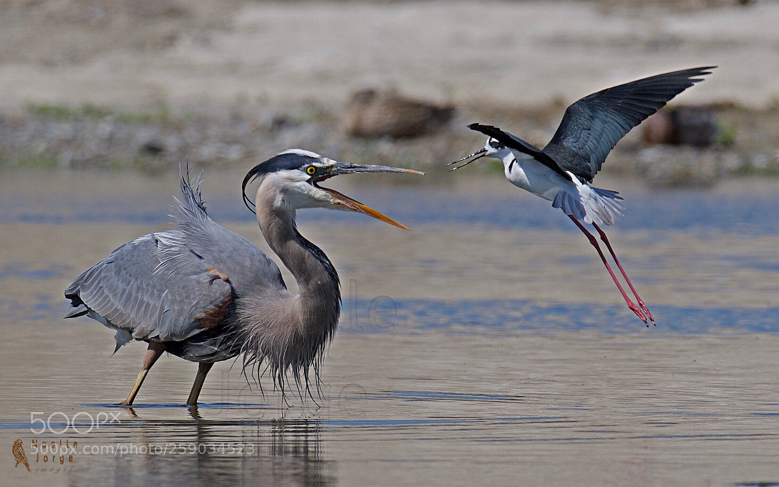 Nikon D500 sample photo. David and goliath  photography