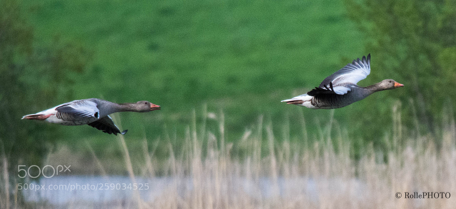 Nikon D7200 sample photo. Greylag photography