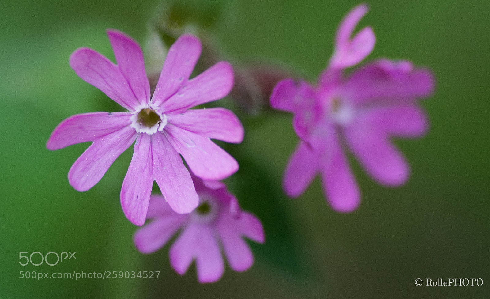Nikon D7200 sample photo. Forestflowers photography