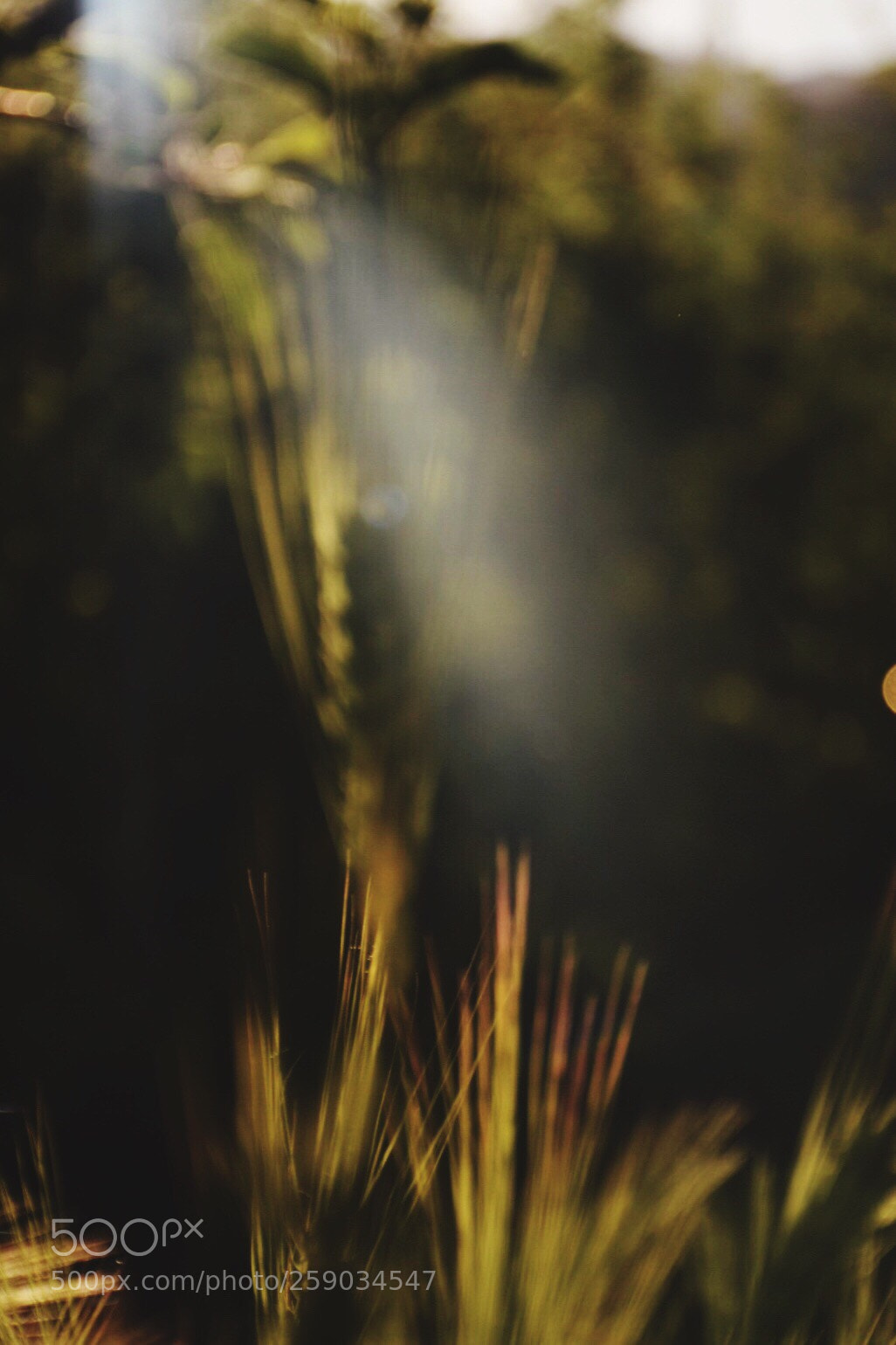 Nikon D5300 sample photo. Blurred lines photography