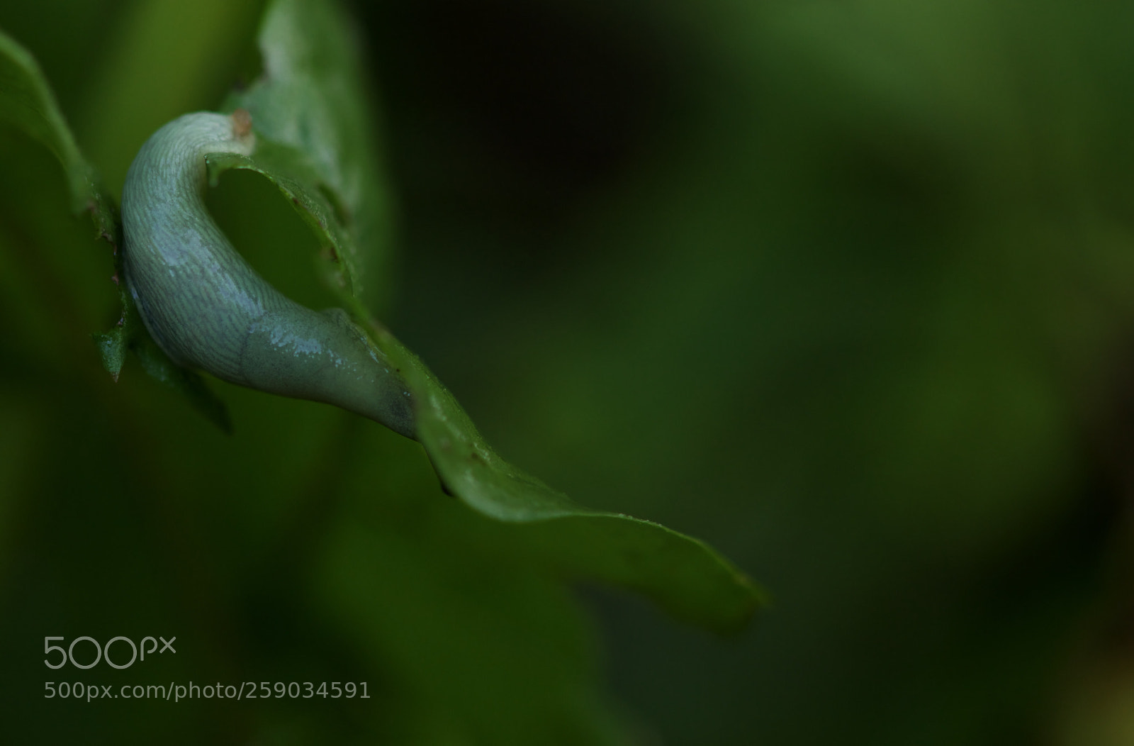 Canon EOS 77D (EOS 9000D / EOS 770D) sample photo. Incognito! photography