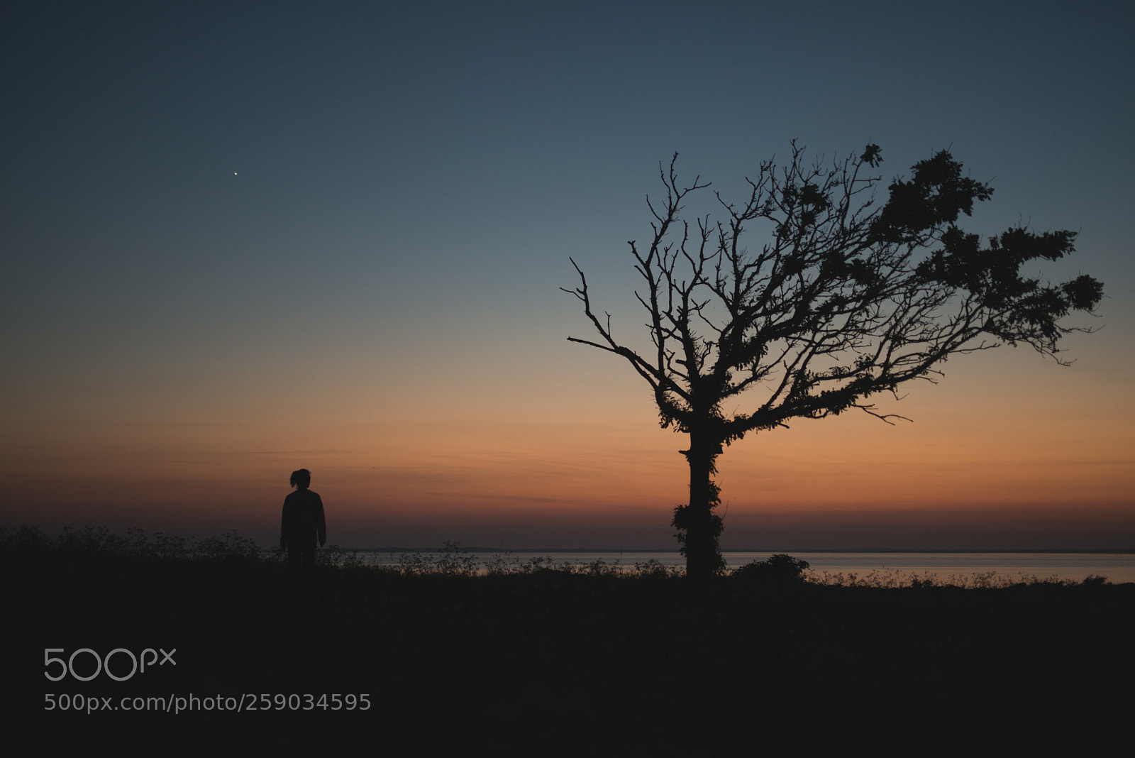 Nikon D800 sample photo. The tree photography